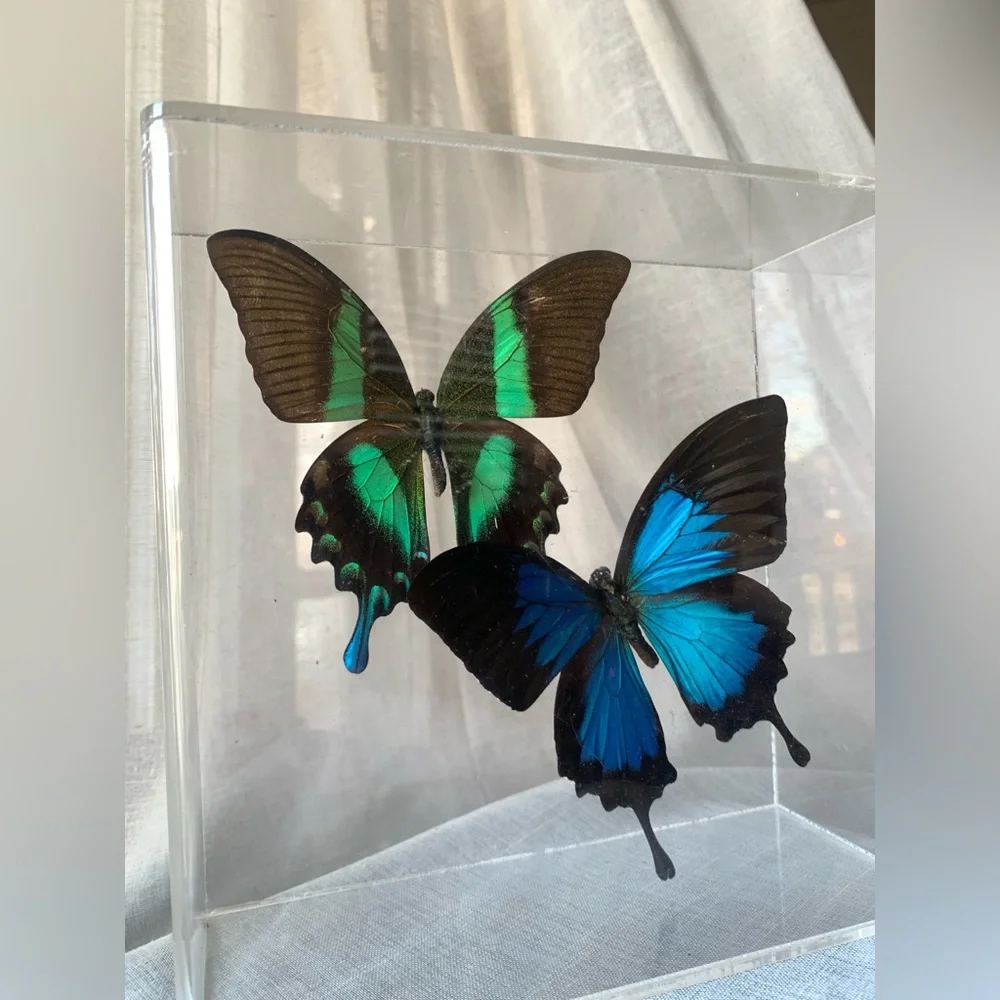 🦋 Vintage Butterfly Display Case - Picture 2 of 7